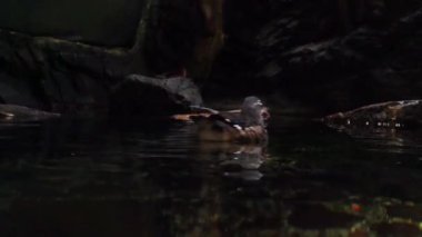 Küçük bir ördek kayalık bir mağara ortamında karanlık gölet suyunda yüzüyor. Gösterişsiz ışıklandırma, ıslak taşların ve kuş siluetinin dokusunu vurguluyor. Gizemli doğa manzarası.