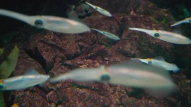 Küçük yarı saydam mürekkep balığı sürüsü derin sularda kayalık bir resifin yanında birlikte yüzüyor. Kahverengi kayalar ve yeşil yosunlar ile doğal sualtı yaşam alanlarındaki deniz yaşamının detaylı görüntüsü.