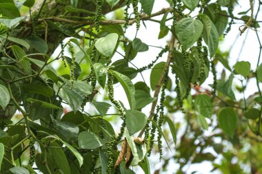 Tropikal bir fidanlıkta asmada yetişen taze yeşil biber demetleri. Toy yeşil yapraklar olgunlaşmamış karabiber böğürtlenlerinin etrafını sarıyor. Doğal dış tarım ortamı