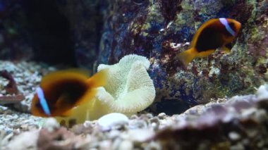 Domatesli iki palyaço balığı desenli mercan kayaları arasında beyaz bir deniz şakayığının üzerinde yüzerler. Sualtı sahnesinde canlı bir resif akvaryumu veya doğal yaşam ortamında tropikal deniz yaşamı ve biyolojik çeşitlilik gösteriliyor..