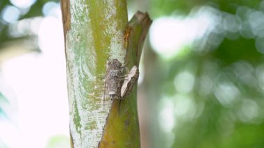Tropikal bir ormanda yeşil bir ağaç gövdesinde çiftleşen iki ağustos böceği. Şeffaf kanatları ve kamuflaj desenleri olan böceklerin makro görüntüsü. Yumuşak yeşil bokeh arka plan. Doğal yaban hayatı ve böcek araştırması.