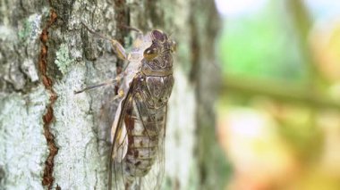Bir yaz bahçesinde ağaç kabuğunda dinlenen büyük bir ağustos böceğinin makro yakın plan çekimi. Böceğin kanatlarının ve vücudunun yumuşak bulanık arka planının detaylı görüntüsü. Doğal yaban hayatı ve böcek bilimi kavramı.
