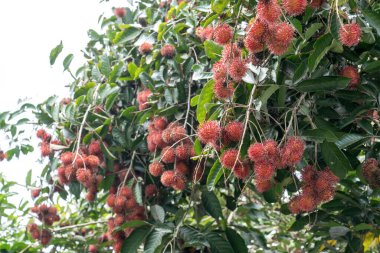 Tropik bir meyve bahçesinde dallardan sarkan olgun kırmızı rambutan meyveleri. Bereketli yeşil yapraklar, hasat mevsiminde canlı egzotik meyvelerin etrafını sarar. Tarım ve gıda kavramları için ideal