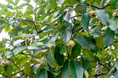 yemyeşil tropikal yapraklarla çevrili bir ağaç dalında olgunlaşmamış yeşil mangosteen meyveleri. Doğal güneş ışığı meyve bahçesini aydınlatır. Yetiştirme mevsiminde meyvelerin kraliçesi.