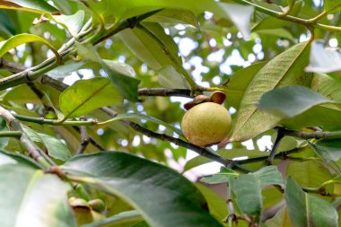 Olgunlaşmamış yeşil mangosteen meyvesi yemyeşil yapraklı tropikal bir ağacın dalında asılı duruyor. Doğal açık hava güneş ışığı egzotik meyvenin ham dokusunu vurguluyor. Garcinia Mangostana 'nın yakın görüntüsü