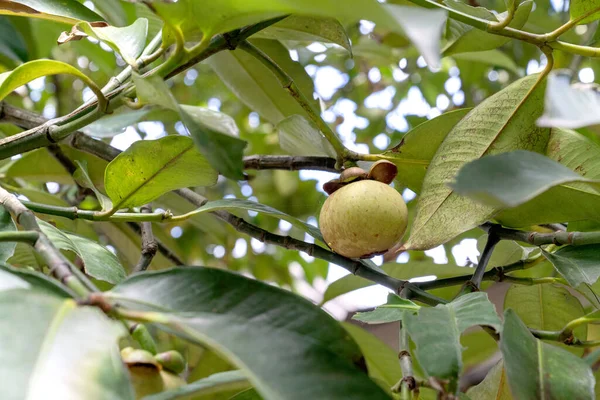Olgunlaşmamış yeşil mangosteen meyvesi yemyeşil yapraklı tropikal bir ağacın dalında asılı duruyor. Doğal açık hava güneş ışığı egzotik meyvenin ham dokusunu vurguluyor. Garcinia Mangostana 'nın yakın görüntüsü