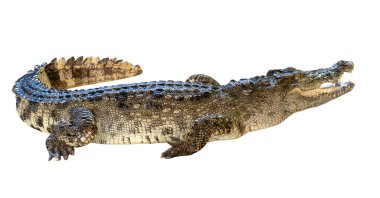 Beyaz arka planda izole edilmiş ağzı açık büyük bir timsah profili. Sürüngen, temiz bir stüdyo çekiminde detaylı pullu deri, keskin dişler ve güçlü pençelere sahiptir.