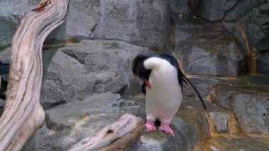 Kuzey Rockhopper pengueni, hayvanat bahçesindeki gri kayaların üzerinde başı dönük duruyor. Kuş belirgin sarı armalar ve kırmızı gözlere sahiptir. Sürüklenen ağaç dalı arkaplanlı doğal bir muhafaza.