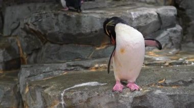 Sarı armalı Güney kayalıklı penguen kayalık bir tepede dururken tüylerini kabartıyor. Doğal hayvanat bahçesi ortamında vahşi yaşam fotoğrafçılığı kuş davranışları sergiliyor..