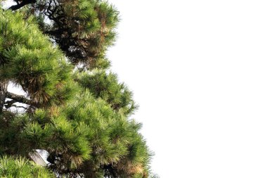 Keskin iğneleri ve beyaz arka planda izole edilmiş desenli kabuğu olan yeşil çam ağacının dallarına yakın çekim. Metin veya tasarım için sağda bir sürü kopya alanı var. Evergreen doğa konsepti