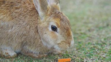 Çimlerin üzerinde oturan kızıl kahverengi bir tavşanın yakın plan portresi. Makro çekimler göz ve yumuşak kürk dokularına odaklanıyor. Doğal açık hava ortamında yumuşak bokeh arka planlı evcil bir tavşan..