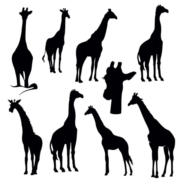 Sammlung Von Giraffen Silhouette Set — Stockvektor