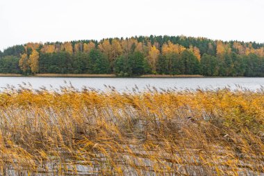 Yeşil, sarı ve portakal ağaçları ve sazlıklar, göl veya nehir, harika sonbahar manzarası, yağmurdan sonra bulutlu gökyüzü 