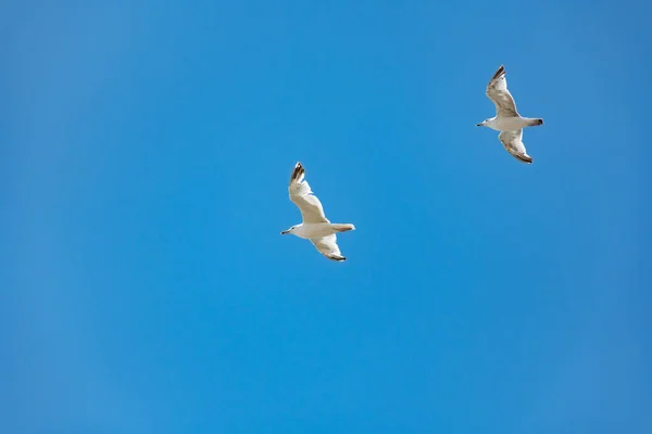 Pár Krásných Černohlavých Racků Letu Roztaženými Křídly Modrém Pozadí Oblohy — Stock fotografie
