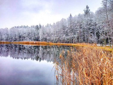 Kışın güzel ağaçlar, ağaçlar karla kaplı ve sarı sazlıklar, bulutlu kış manzarası