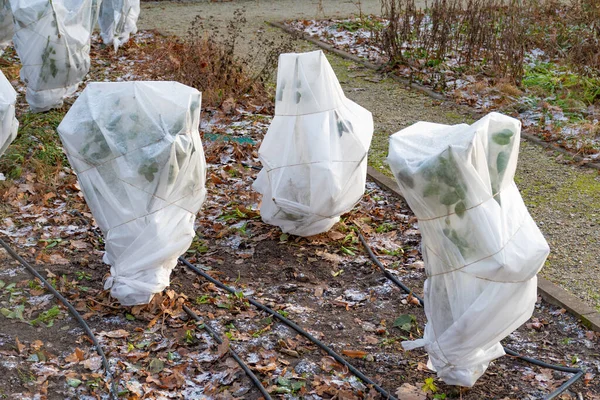 Növények Fák Parkban Vagy Kertben Takaróval Vászontetővel Fagyvédelmi Zsákokkal Vagy — Stock Fotó