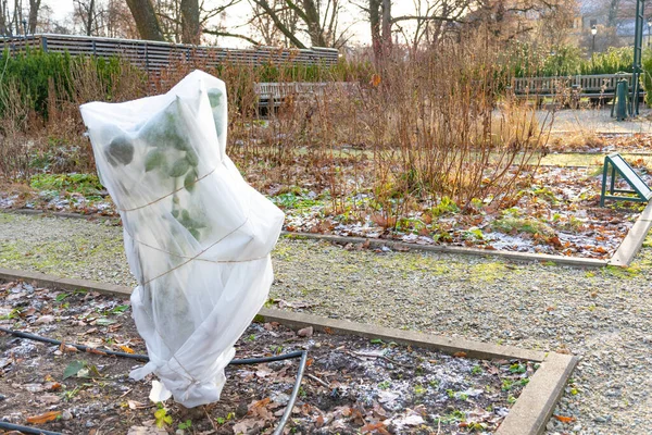 Növények Fák Parkban Vagy Kertben Takaróval Vászontetővel Fagyvédelmi Zsákokkal Vagy — Stock Fotó