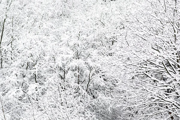 雪に覆われた木々の枝が雪に覆われた素晴らしい白い冬の風景 — ストック写真
