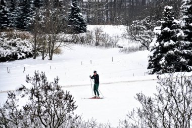 Vilnius, Litvanya - 18 Ocak 2021: Litvanya 'nın güzel kış harikalar diyarında kayak pistinde kayak yapan erkek veya erkek kayakçı, kış, orman, açık hava sporları, sağlıklı yaşam tarzı