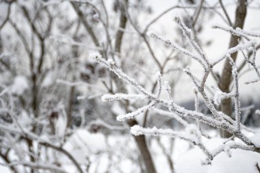 Büyük bir kar yağışı sonrası ağaçlarla kaplı harika beyaz kış manzarası. 