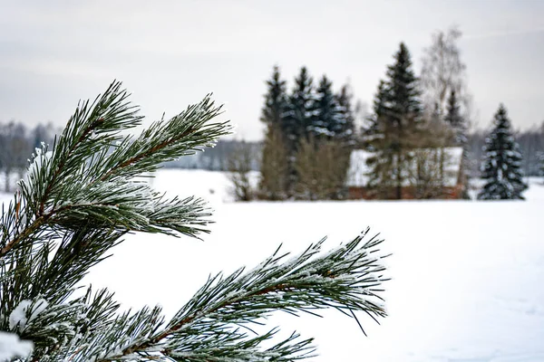 大きな雪とリトアニア バルト諸国の伝統的な木造家屋の後に雪に覆われた木々と田舎の素晴らしい白い冬の風景 — ストック写真