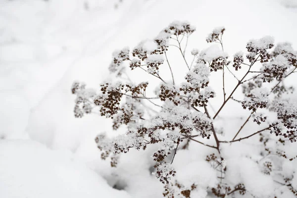 大きな雪の後に雪に覆われた凍結植物や花と素晴らしい白い冬の風景 — ストック写真