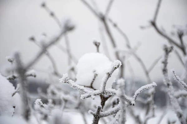 大きな雪の後に雪に覆われた木々の枝と素晴らしい白い冬の風景 — ストック写真
