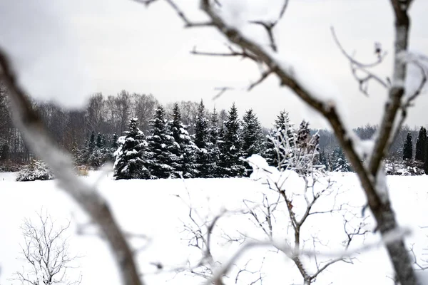 Nádherná Bílá Zimní Krajina Větvemi Stromů Pokrytých Sněhem Velkém Sněžení — Stock fotografie