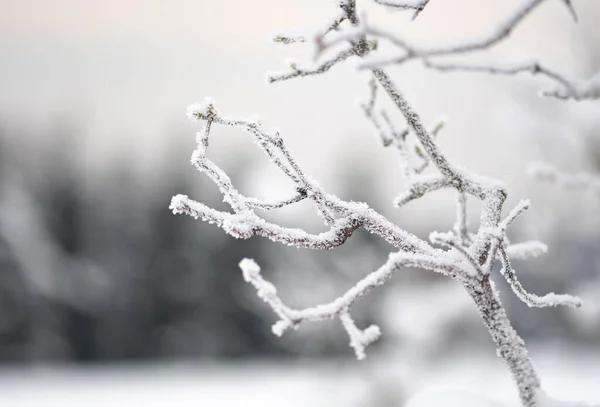 大きな雪の後に雪に覆われた木々の枝と素晴らしい白い冬の風景 — ストック写真