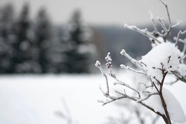 大きな雪の後に雪に覆われた木々の枝と素晴らしい白い冬の風景 — ストック写真