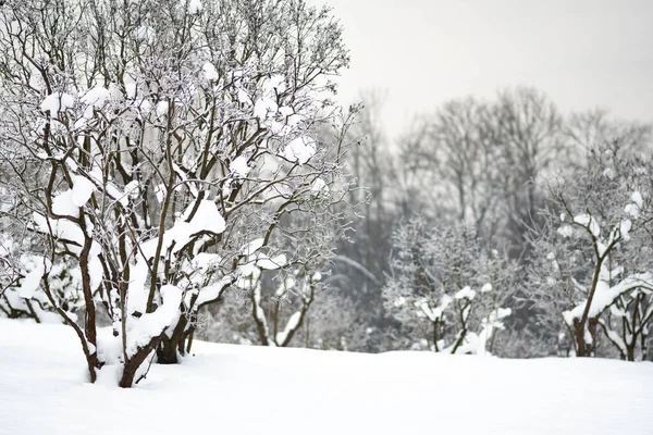 美丽的冬季风景 大雪过后 树枝被雪覆盖 — 图库照片