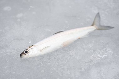 Coregonus albula fish, known as the vendace or as the European cisco, freshwater whitefish on the ice, fishing on a frozen lake, close up clipart