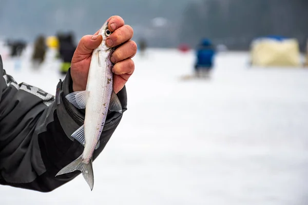 Fisherman Fishing Frozen Lake Winter Showing Coregonus Albula Fish Known — Stock Photo, Image