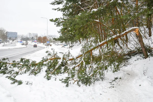 Tronco Abeto Joven Roto Acera Cubierta Por Nieve Ciudad — Foto de Stock