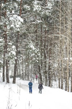 Vilnius, Litvanya - 20 Ocak 2021: İnsanlar kışın Litvanya 'nın güzel kış harikalar diyarı manzarasında, ormanda, açık hava sporlarında, sağlıklı yaşam tarzında, dikey