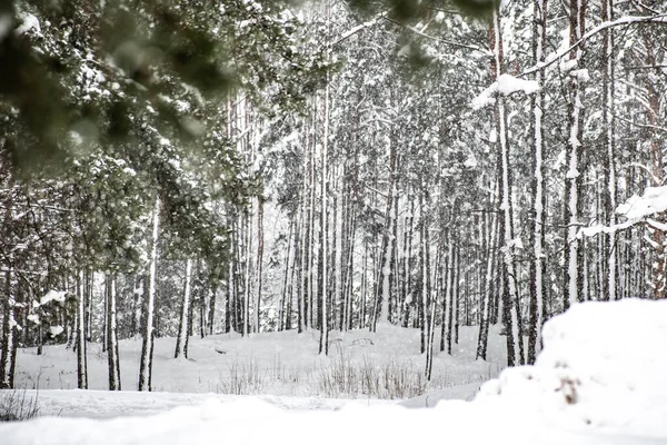 大きな雪と森の中で雪に覆われたモミの木の枝と素晴らしい白い冬の風景を背景に — ストック写真