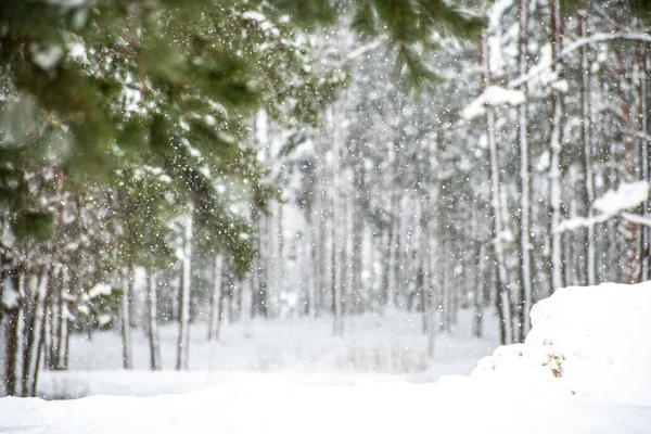 Прекрасный Белый Зимний Пейзаж Ветвями Елок Покрытых Снегом Время Большого — стоковое фото