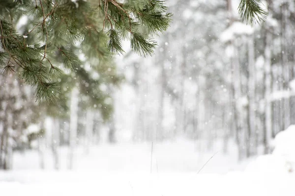 大きな雪と森の中で雪に覆われたモミの木の枝と素晴らしい白い冬の風景を背景に フォーカスに枝 — ストック写真