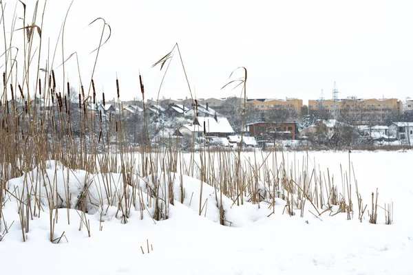 Bevroren Meer Met Sparren Bomen Riet Bedekt Door Sneeuw Stad — Stockfoto