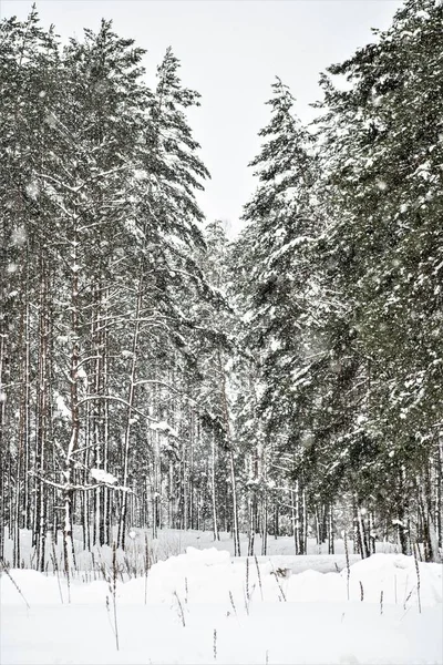 Чудовий Білий Зимовий Пейзаж Гілками Ялинок Вкритих Снігом Під Час — стокове фото
