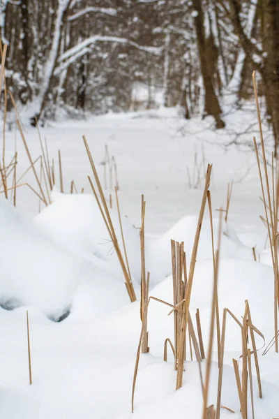 Fryst Stig Med Granar Och Vass Täckt Snö Skogen Lodrät — Stockfoto