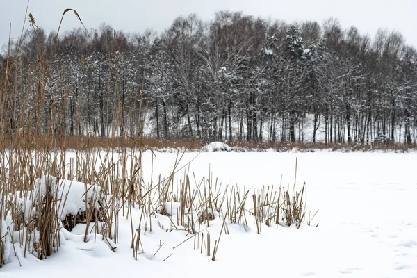 森の中の雪に覆われたモミの木や葦と凍る湖 — ストック写真