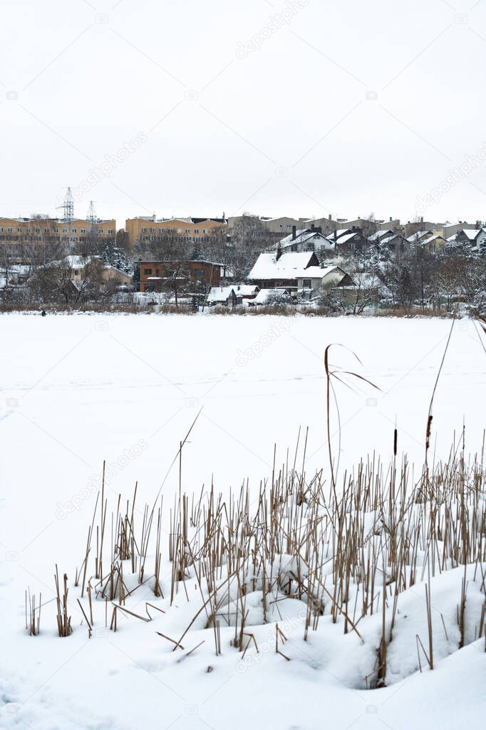 Frozen lake, with fir trees, reeds covered by the snow and city, town or village houses on background, vertical