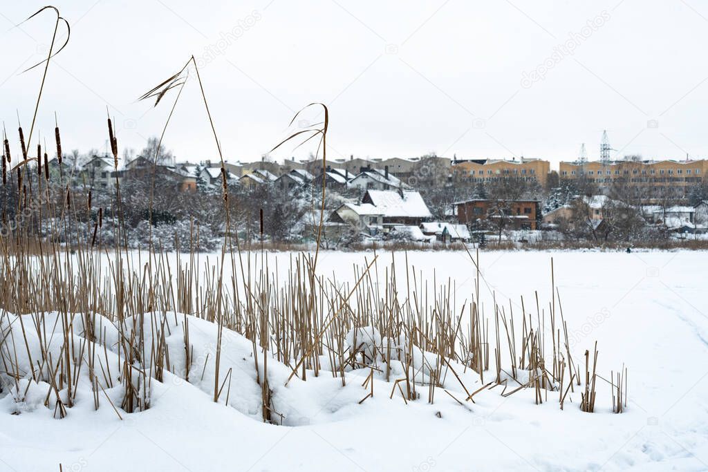 Frozen lake, with fir trees, reeds covered by the snow and city, town or village houses on background