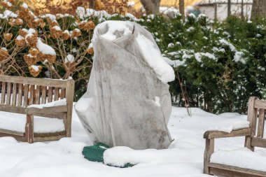 Parktaki bitki ve ağaçlar veya bahçeler kar ve battaniyeyle kaplı, çuval bezi, don koruma torbaları veya onları soğuktan, dondurucudan ve soğuk sıcaklıktan korumak için kumaş parçacıkları.