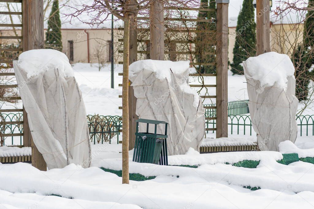 Plants and trees in a park or garden covered by the snow and blanket, swath of burlap, frost protection bags or roll of fabric to protect them from frost, freeze and cold temperature