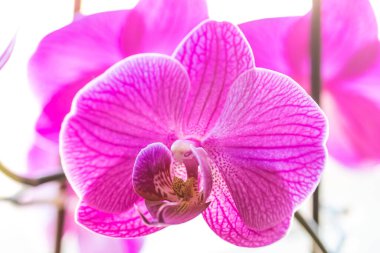 Beyaz arkaplanı olan harika pembe orkide çiçeği, yakın çekim, makro