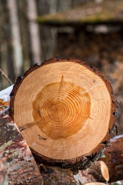 Kışın ya da ilkbaharda karla bloklardan, parçalardan ya da odun yığınlarından oluşan yığın ya da yığın. Kurutma ve depolama için odun yığılıyor