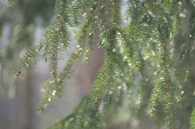 Ağaçlar yağmur damlalarıyla kaplıdır, ormanlarda, ormanlarda veya ilkbaharda, yakın.