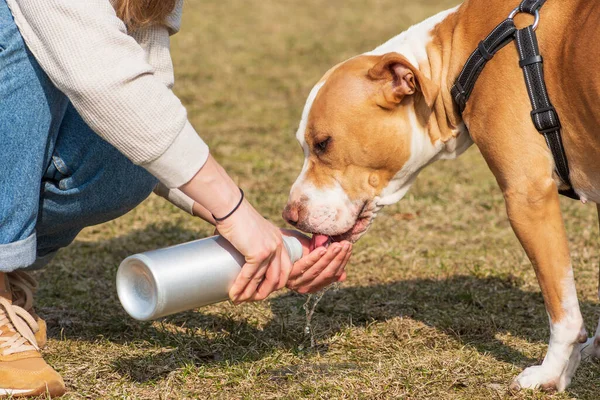 Bir kızın elinden köpek suyu içmek, hidratlı köpek önemlidir yaz mevsimidir.